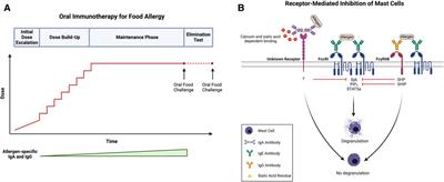 Allergen-specific IgA and IgG antibodies as inhibitors of mast cell function in food allergy